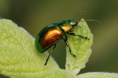 Chrysolina herbacea