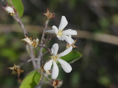 Amelanchier ovalis
