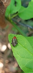Disonycha glabrata