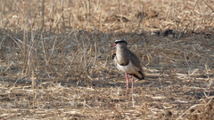 Vanellus coronatus