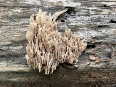 Artomyces pyxidatus