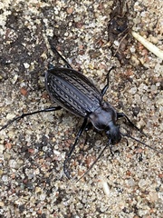 Carabus granulatus