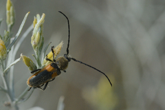 Crossidius punctatus