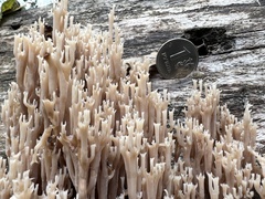 Artomyces pyxidatus