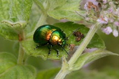 Chrysolina herbacea