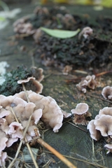 Chondrostereum purpureum