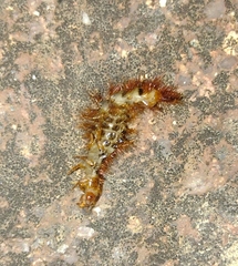 Drilus flavescens