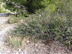 Amelanchier ovalis