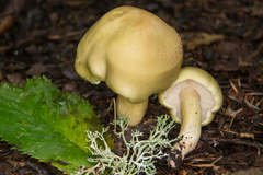 Tricholoma saponaceum
