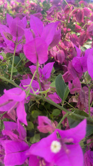 Bougainvillea