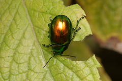 Chrysolina herbacea