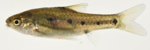 Sidespot barb (Enteromius neefi) — Cyprinidae — 5