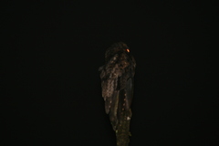 Nyctibius griseus