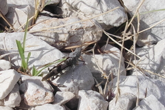 Oedipoda