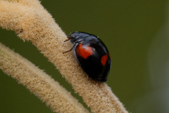 Exochomus quadripustulatus