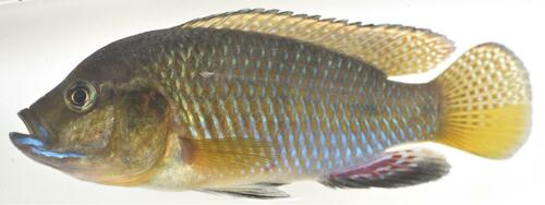 Dwarf mouthbrooder (Pseudocrenilabrus nicholsi) — Cichlidae — 2