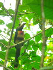 Pteroglossus torquatus