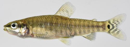 African darter tetra (Nannocharax wittei) — Distichodontidae — 2
