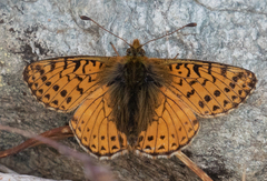 Boloria pales