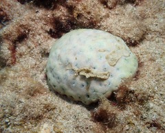 Palythoa tuberculosa