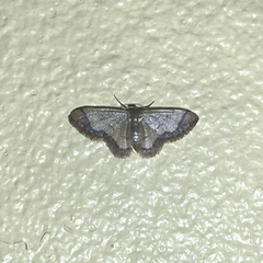 Idaea rufulata