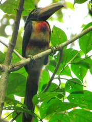 Pteroglossus torquatus