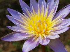 Nymphaea nouchali caerulea