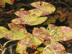 Nymphaea nouchali caerulea