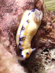 Hypselodoris imperialis