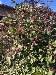 Callicarpa
