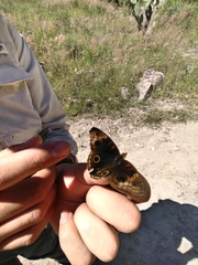 Junonia nigrosuffusa