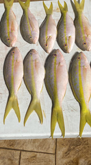 Ocyurus chrysurus