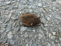 Pipistrellus