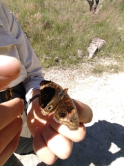 Junonia nigrosuffusa