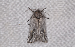 Ursia noctuiformis