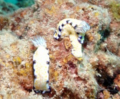 Hypselodoris imperialis
