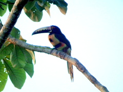 Pteroglossus torquatus