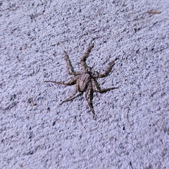 Selenops submaculosus