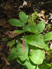 Uvularia grandiflora