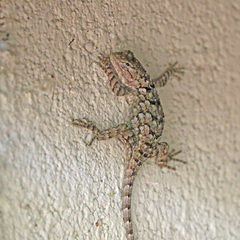 Sceloporus clarkii