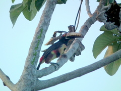 Pteroglossus torquatus