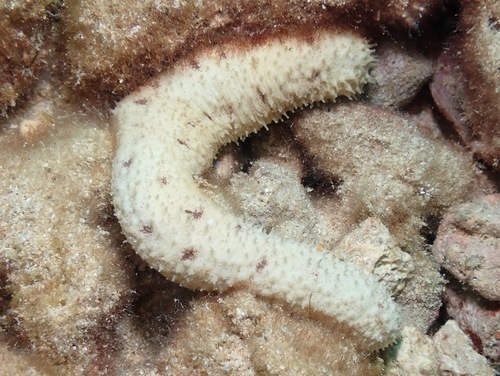 Holothuria arenicola observed 2022-10-01