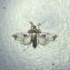 Neoleucinodes
