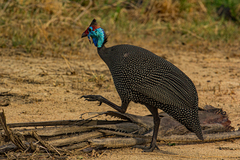 Numida meleagris mitratus