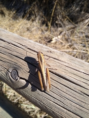 Eyprepocnemis plorans