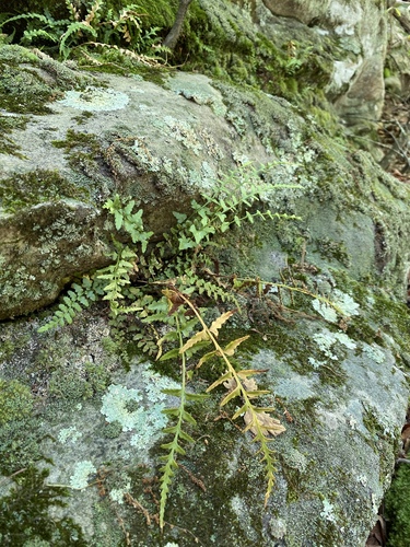 Kentucky spleenwort