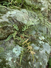 Asplenium × kentuckiense