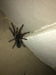 Harpactirinae