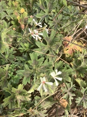 Pelargonium alchemilloides