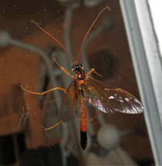 Opheltes glaucopterus barberi